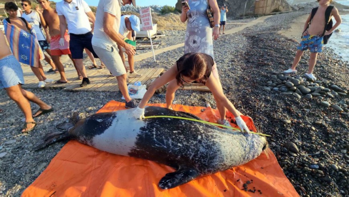  Akdeniz fokunu kurtarmak için seferber oldular 