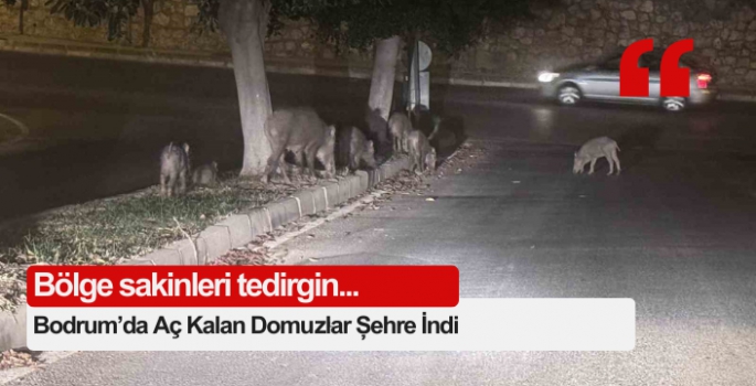 Bodrum’da Aç Kalan Domuzlar Şehre İndi