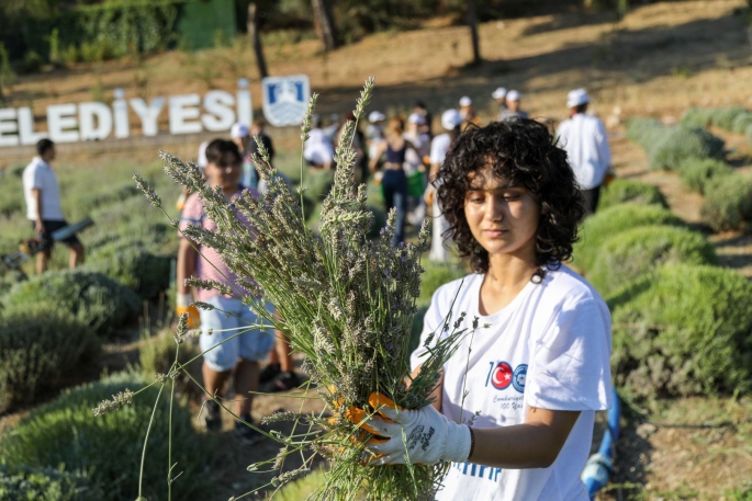 Bodrum’da Lavanta Hasadı Renkli Görüntülerle Başladı