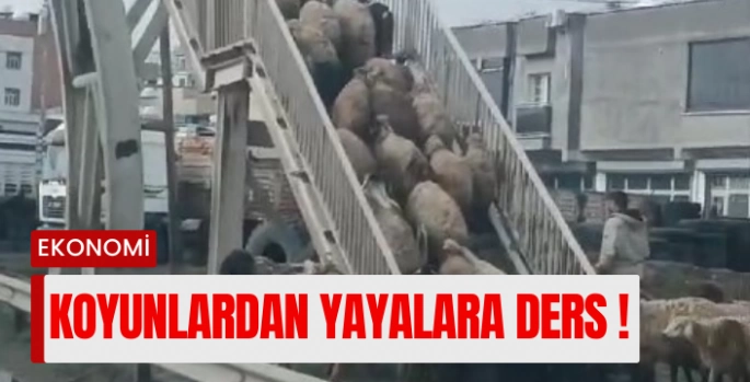 Cizre'de koyunlardan yayalara üst geçit mesajı