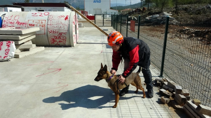 Enkazın sessiz kahramanı arama kurtarma köpeği Tayga görev başında