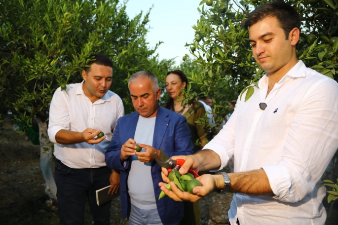 Mandalinci: Bodrum mandalinasının unutulmaya yüz tutmuş değerini yeniden canlandıracağız