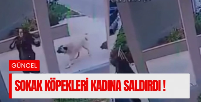 Sokak köpekleri kadına saldırdı: O anlar kamerada