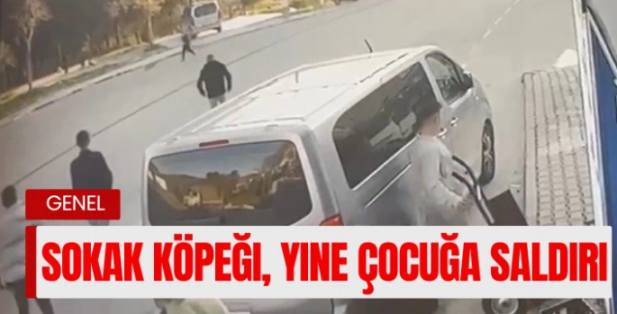  Yine sokak köpeği, yine çocuğa saldırı