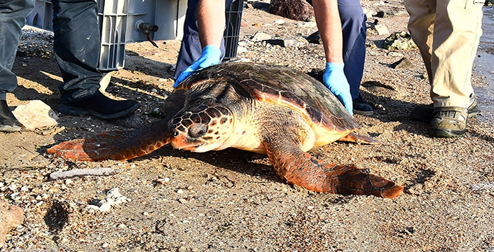 Ağlara takılan caretta caretta kurtarıldı