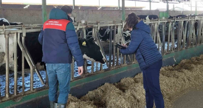 Babaeskide büyükbaş hayvanlar için şap aşılama çalışmaları devam ediyor
