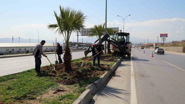 Kahramanmaraşta refüjler ağaçlarla süsleniyor
