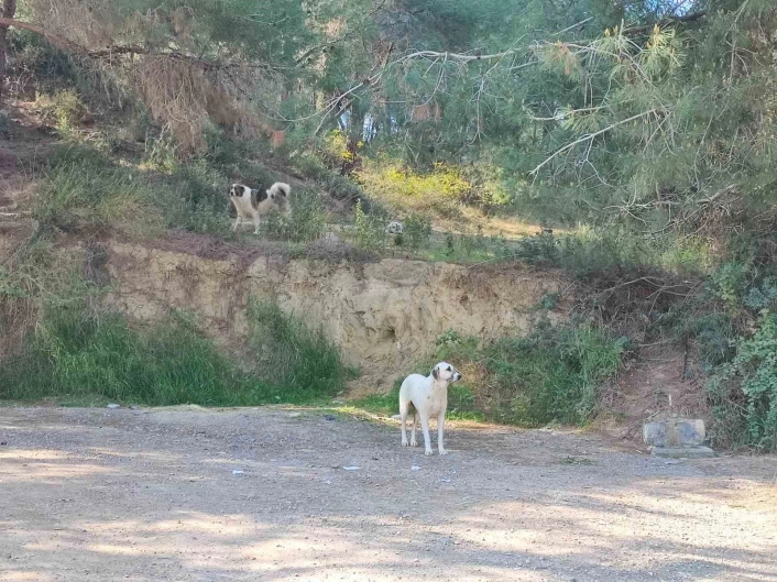 Köpekler başıboş gezmeye devam ediyor
