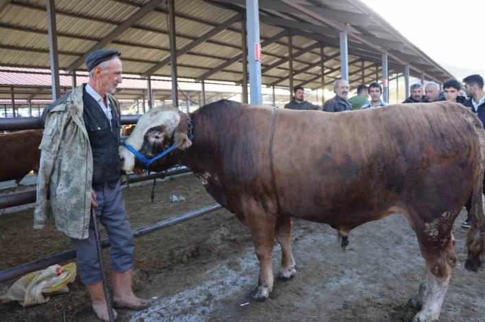 Kurban Bayramı öncesi hayvan pazarlarında hareketlilik başladı
