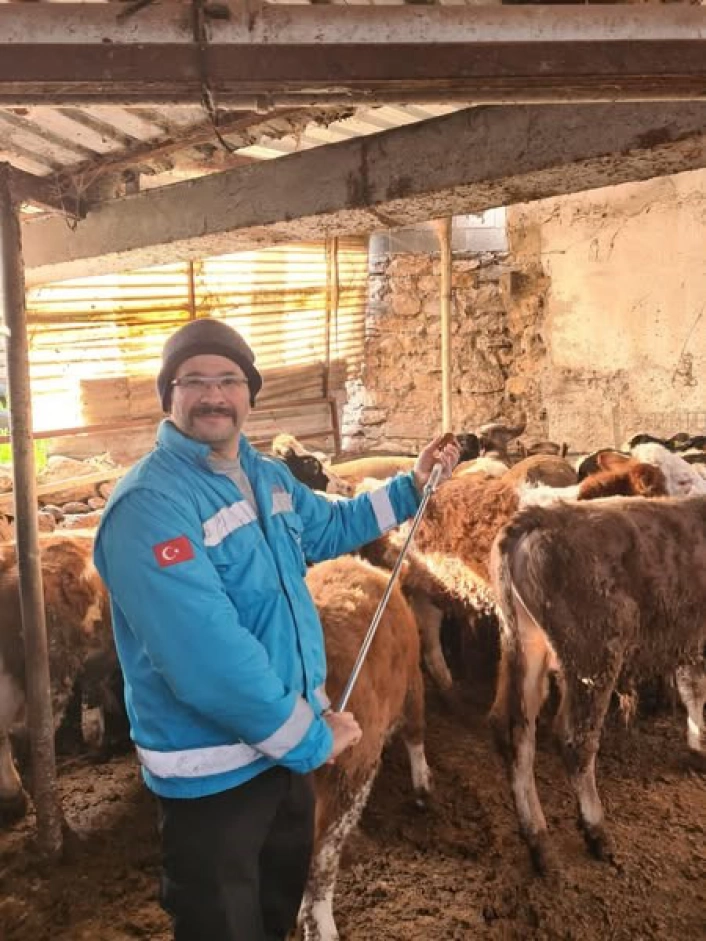 Menteşede büyükbaş hayvanlar için şap aşılama çalışmaları devam ediyor